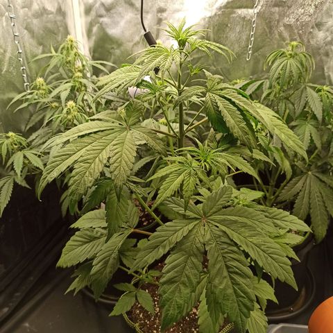 CBDV Auto growlog timeline photo