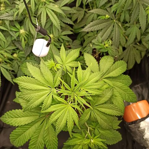 CBDV Auto growlog timeline photo