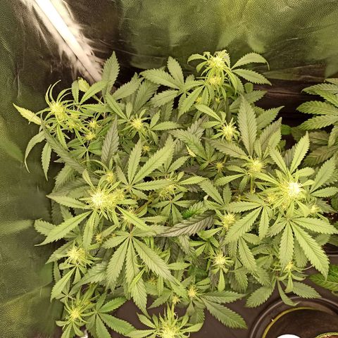 Zkittlez OG Auto  growlog timeline photo