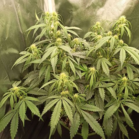 Zkittlez OG Auto  growlog timeline photo