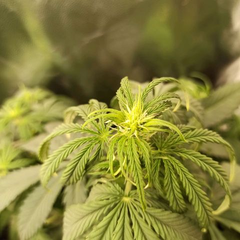 Caramella Auto growlog timeline photo