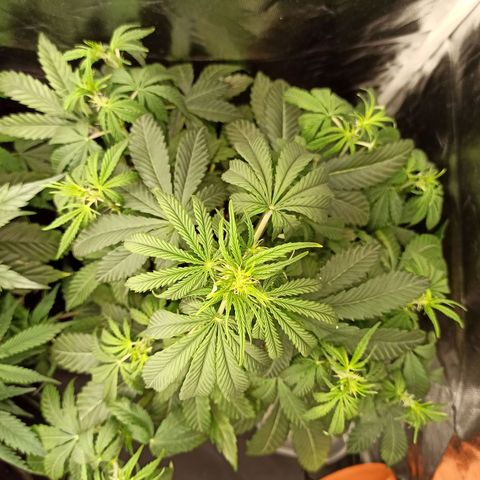 Caramella Auto growlog timeline photo
