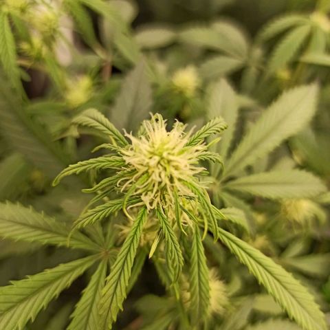 Zkittlez OG Auto  growlog timeline photo
