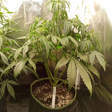 Caramella Auto growlog timeline photo