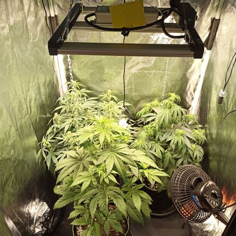 CBDV Auto growlog timeline photo