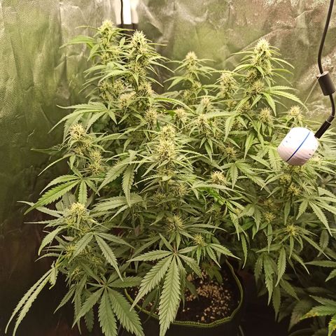 Zkittlez OG Auto  growlog timeline photo