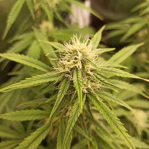 Zkittlez OG Auto  growlog timeline photo