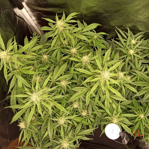 Zkittlez OG Auto  growlog timeline photo