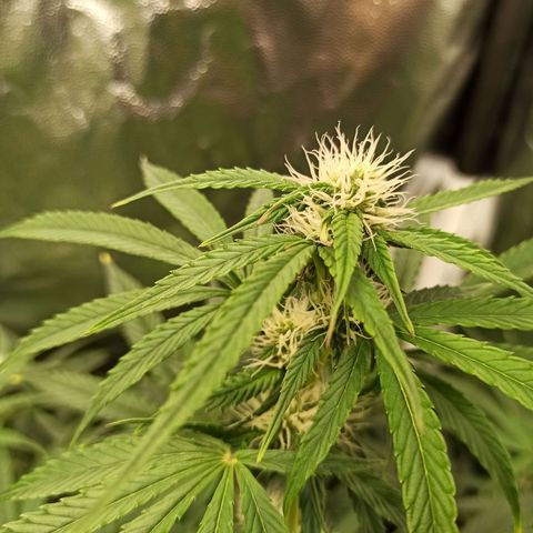 Caramella Auto growlog timeline photo