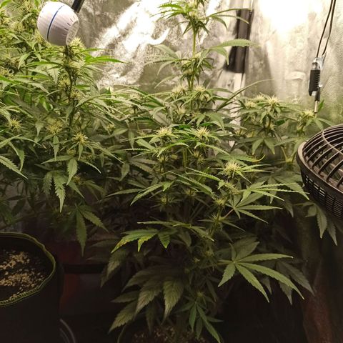 Caramella Auto growlog timeline photo