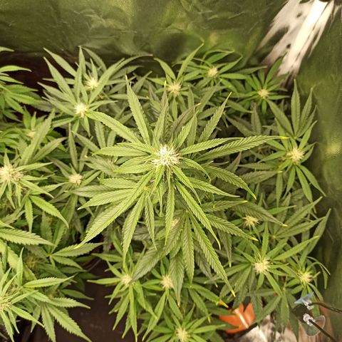 Caramella Auto growlog timeline photo