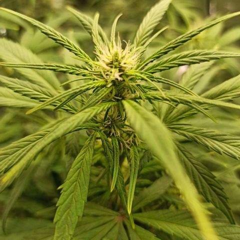 CBDV Auto growlog timeline photo