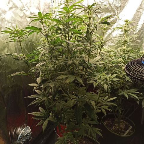 CBDV Auto growlog timeline photo
