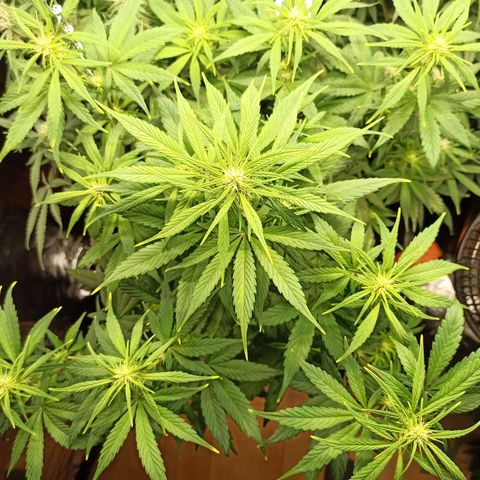 CBDV Auto growlog timeline photo