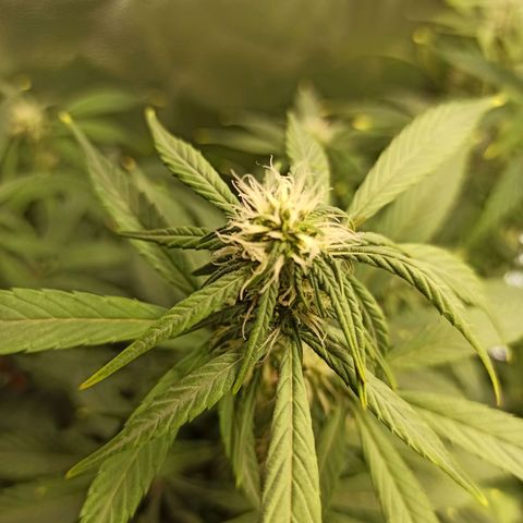 CBDV Auto growlog timeline photo