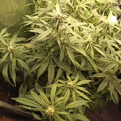 CBDV Auto growlog timeline photo