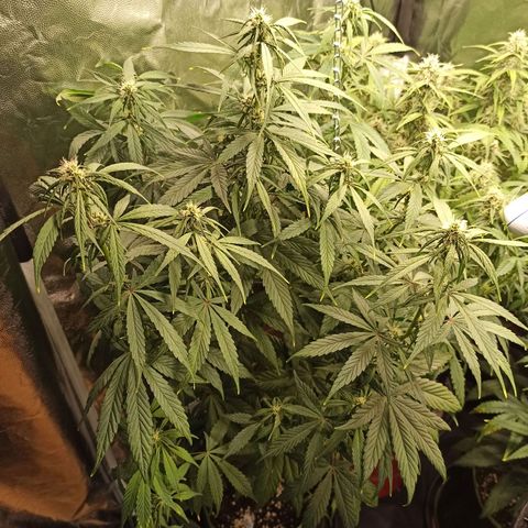 CBDV Auto growlog timeline photo