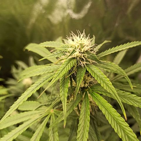 Caramella Auto growlog timeline photo
