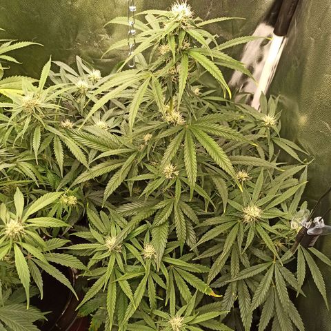 Caramella Auto growlog timeline photo