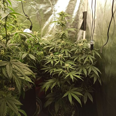 Caramella Auto growlog timeline photo