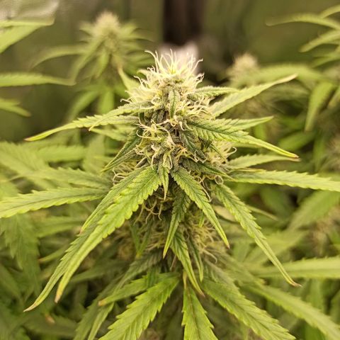 Zkittlez OG Auto  growlog timeline photo