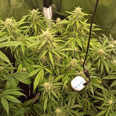Zkittlez OG Auto  growlog timeline photo