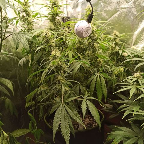 Zkittlez OG Auto  growlog timeline photo
