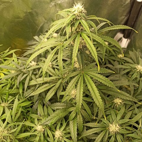 Caramella Auto growlog timeline photo