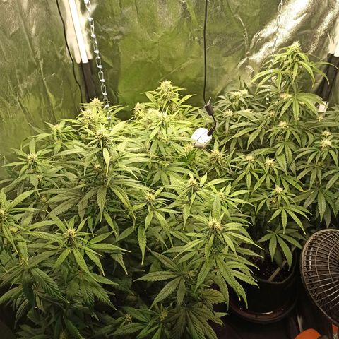 CBDV Auto growlog timeline photo