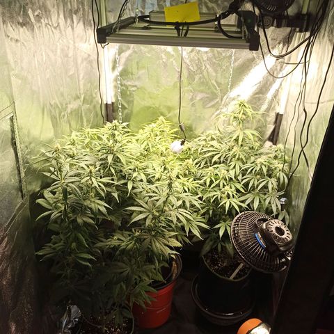 CBDV Auto growlog timeline photo