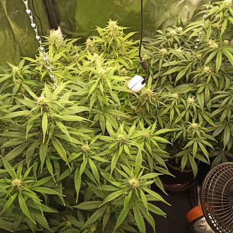 CBDV Auto growlog timeline photo