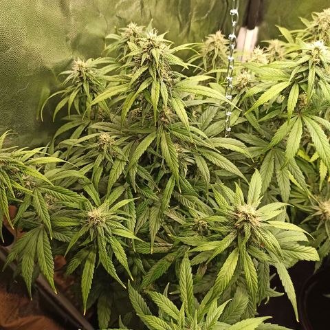 CBDV Auto growlog timeline photo