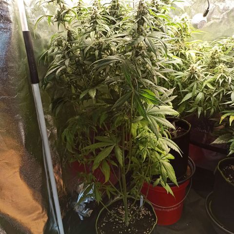 CBDV Auto growlog timeline photo