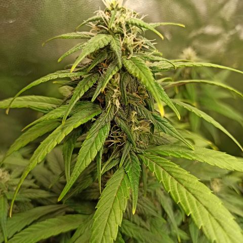 CBDV Auto growlog timeline photo