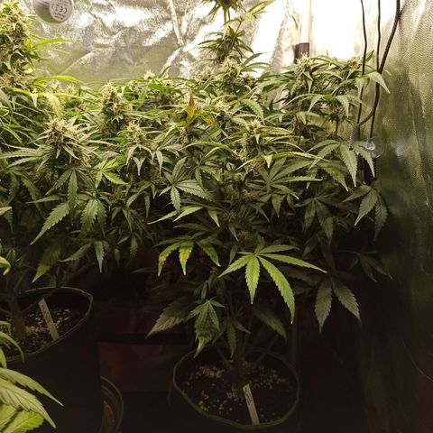 Caramella Auto growlog timeline photo