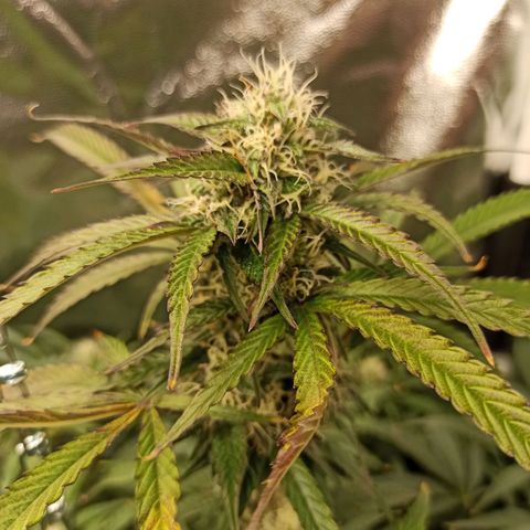 Caramella Auto growlog timeline photo