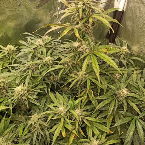 Caramella Auto growlog timeline photo
