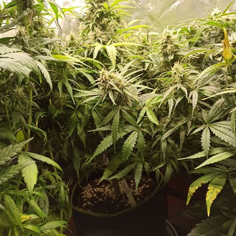 Zkittlez OG Auto  growlog timeline photo