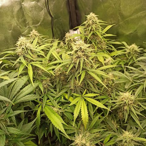 Zkittlez OG Auto  growlog timeline photo