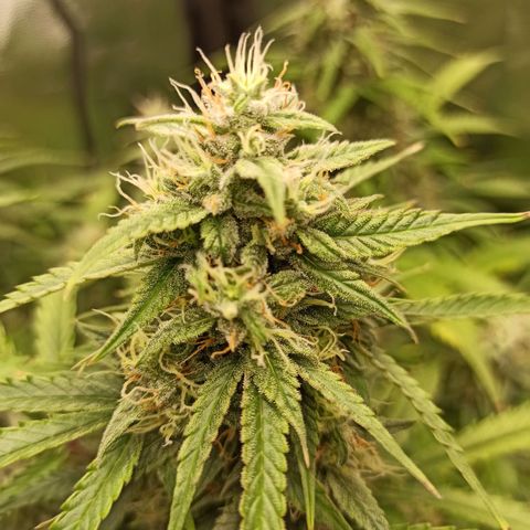 Zkittlez OG Auto  growlog timeline photo