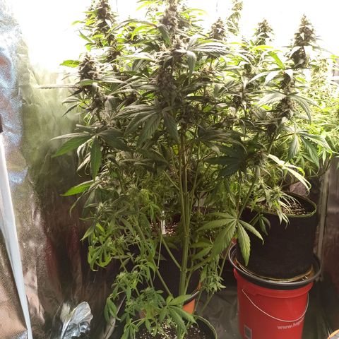 CBDV Auto growlog timeline photo