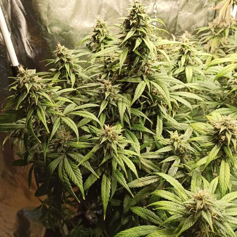 CBDV Auto growlog timeline photo
