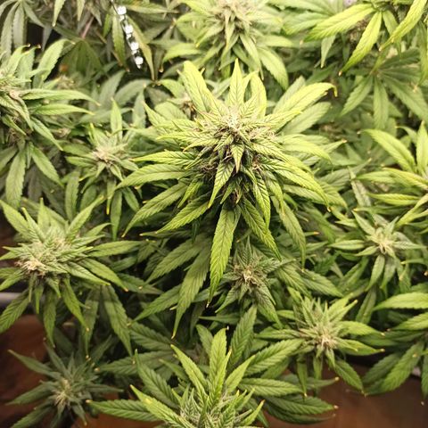 CBDV Auto growlog timeline photo