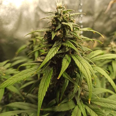 CBDV Auto growlog timeline photo