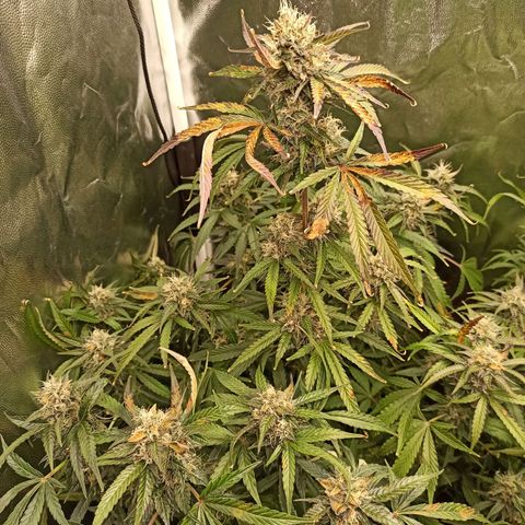 Caramella Auto growlog timeline photo