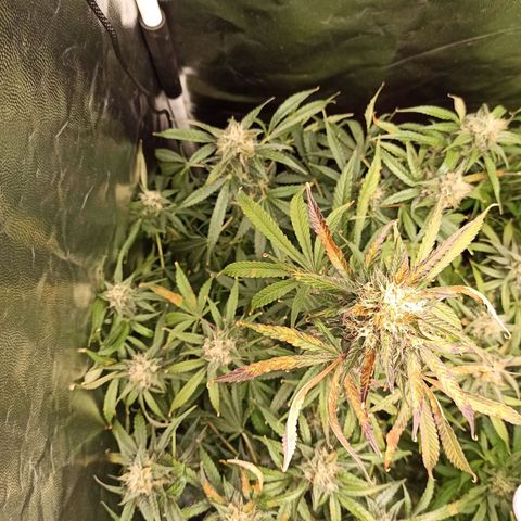 Caramella Auto growlog timeline photo