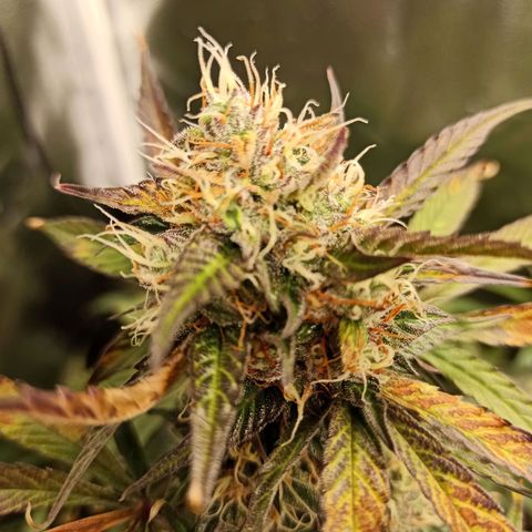 Caramella Auto growlog timeline photo