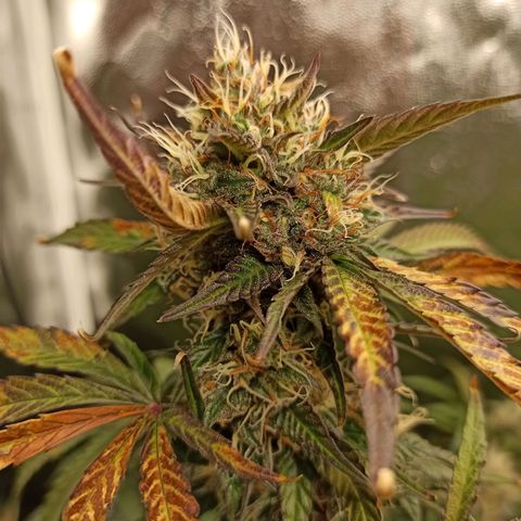 Caramella Auto growlog timeline photo