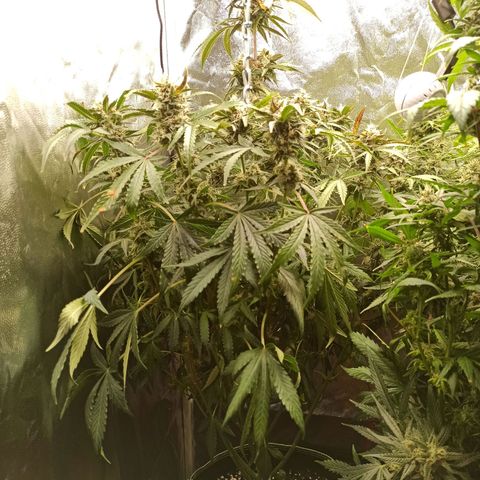 Caramella Auto growlog timeline photo
