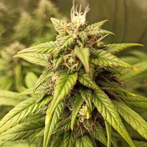 CBDV Auto growlog timeline photo